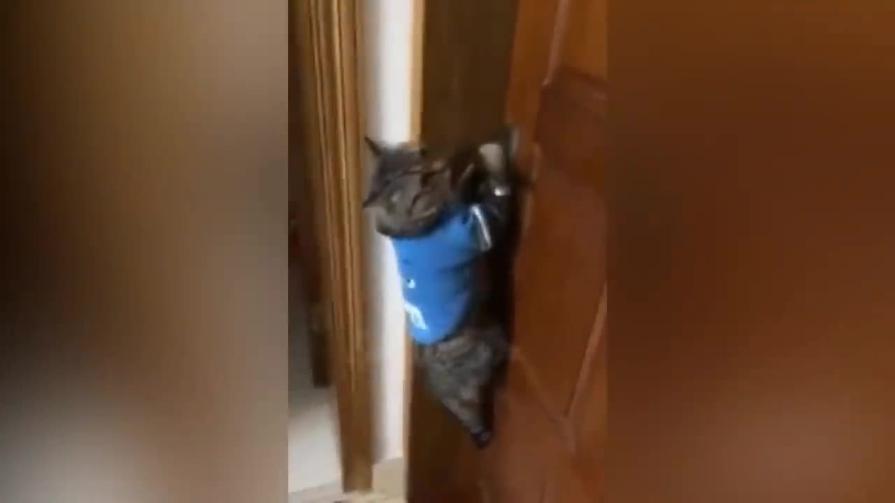 talking cat