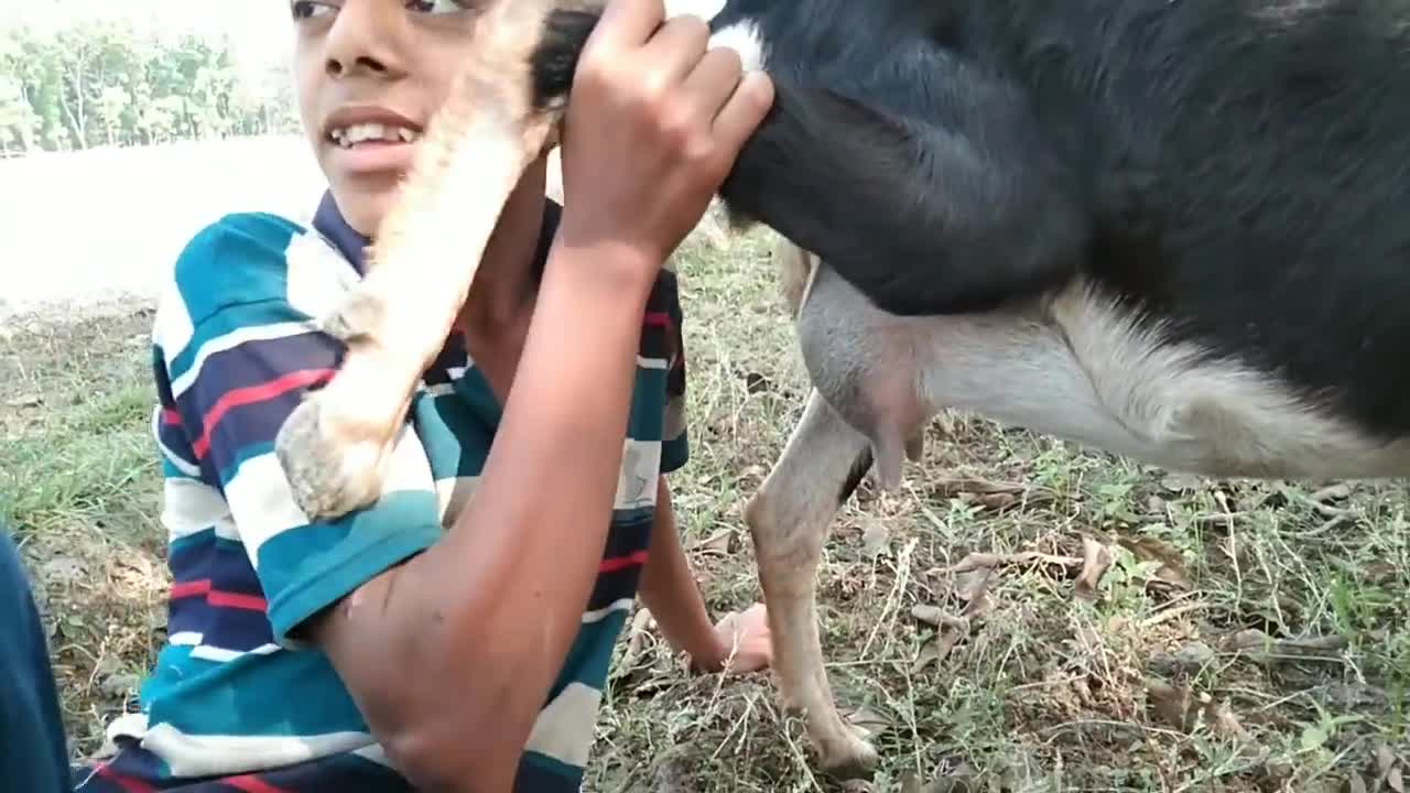 Oh my god!hungry village boy drink raw milk from goat breast best ever goat milk drinking.......