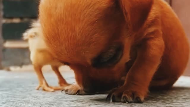 Funny Video Our Favorite Pets Best Video 2021