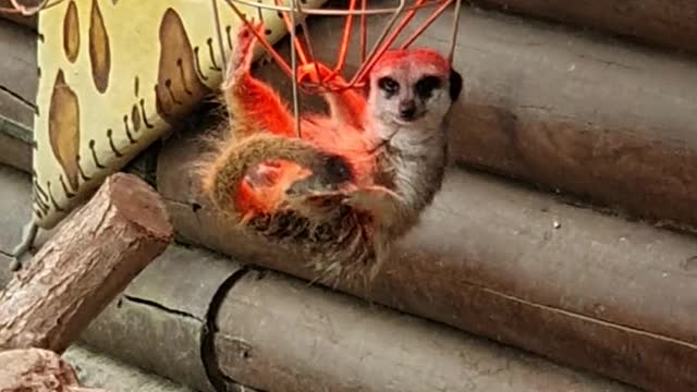 Meerkat Hangs Under Heat Lamp