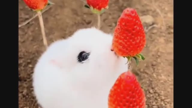 A very nice cute scene of a rabbit