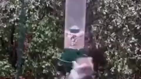 Squirrel on the carousel.