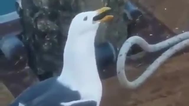 Wait Till You See Why This Bird Is Biting The Other