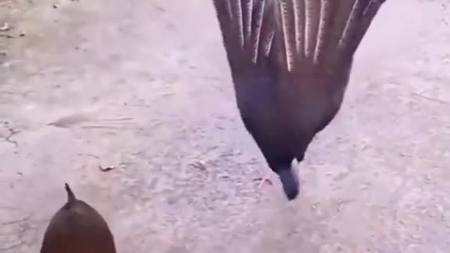 Yorkie introduces her puppies to