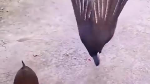 Yorkie introduces her puppies to