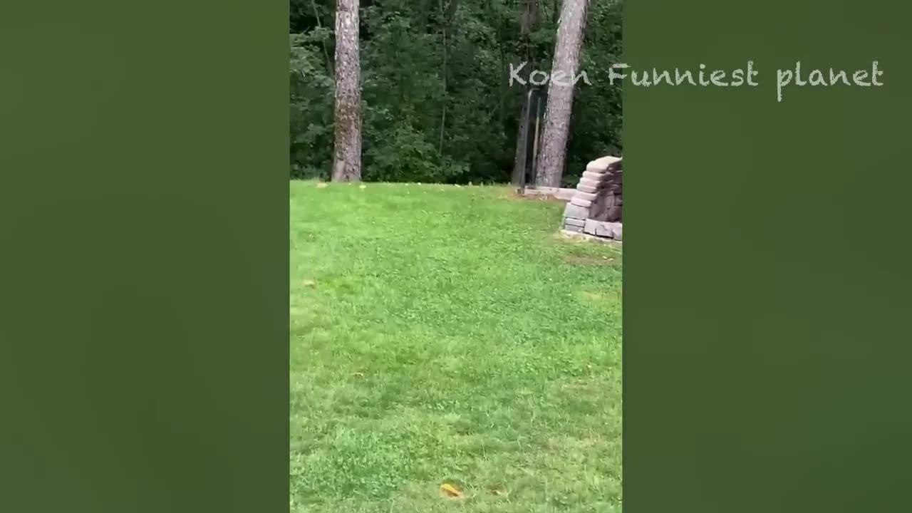 Funny Dogs And Cats Videos 2024 😅