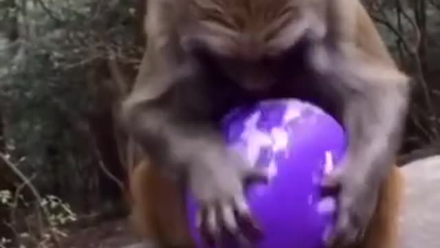 Funny Animals 🤣 There is Tough Guy in Our Neighbor 😹, Try Not To LAUGH!!!