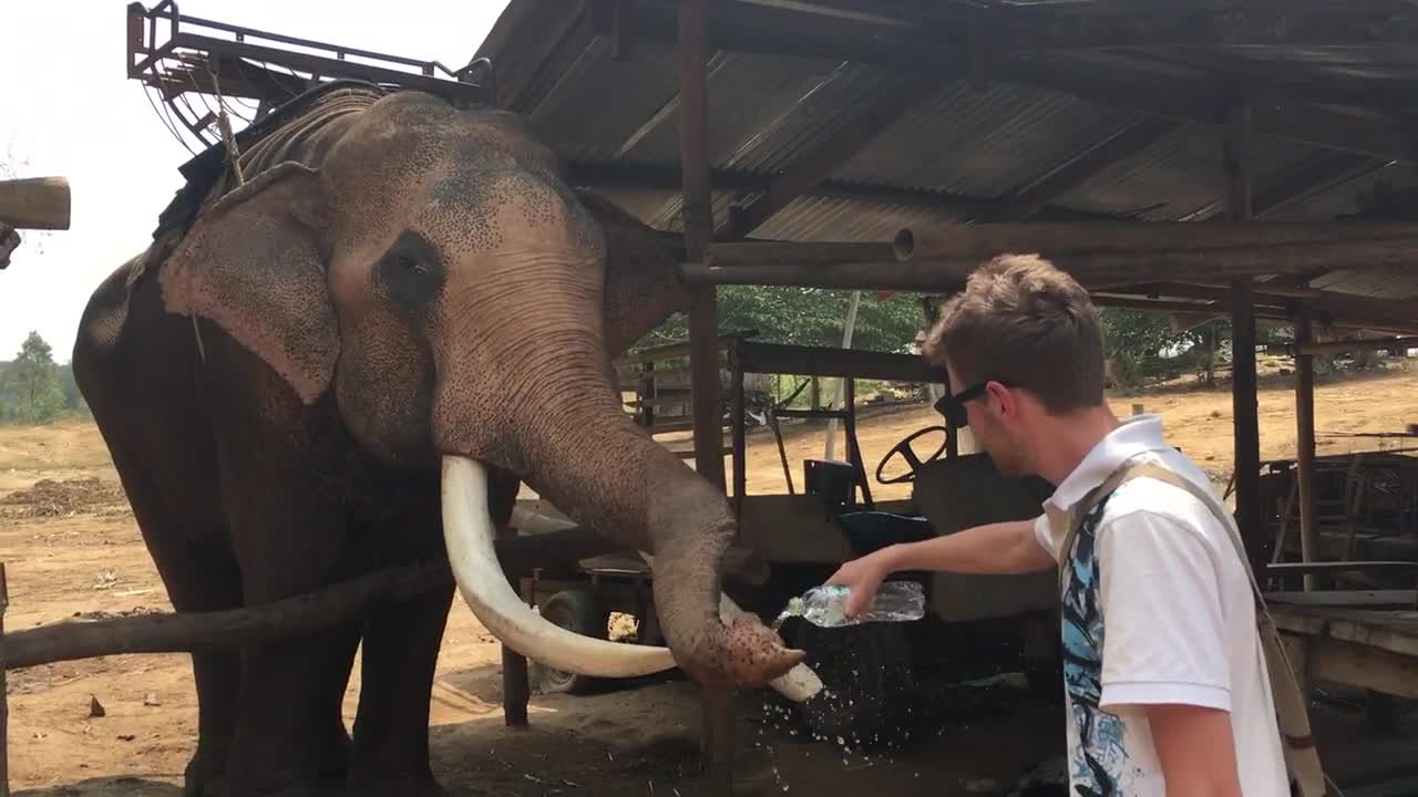 Elefante usa agua mineral para darse un baño