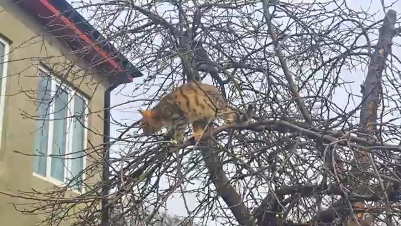 Cute kitten playing in the yard (Naughty cute kitten)