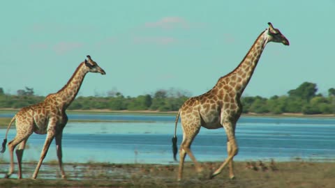 Giraffe 🦒 in forest