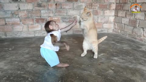 cat and monkey fight