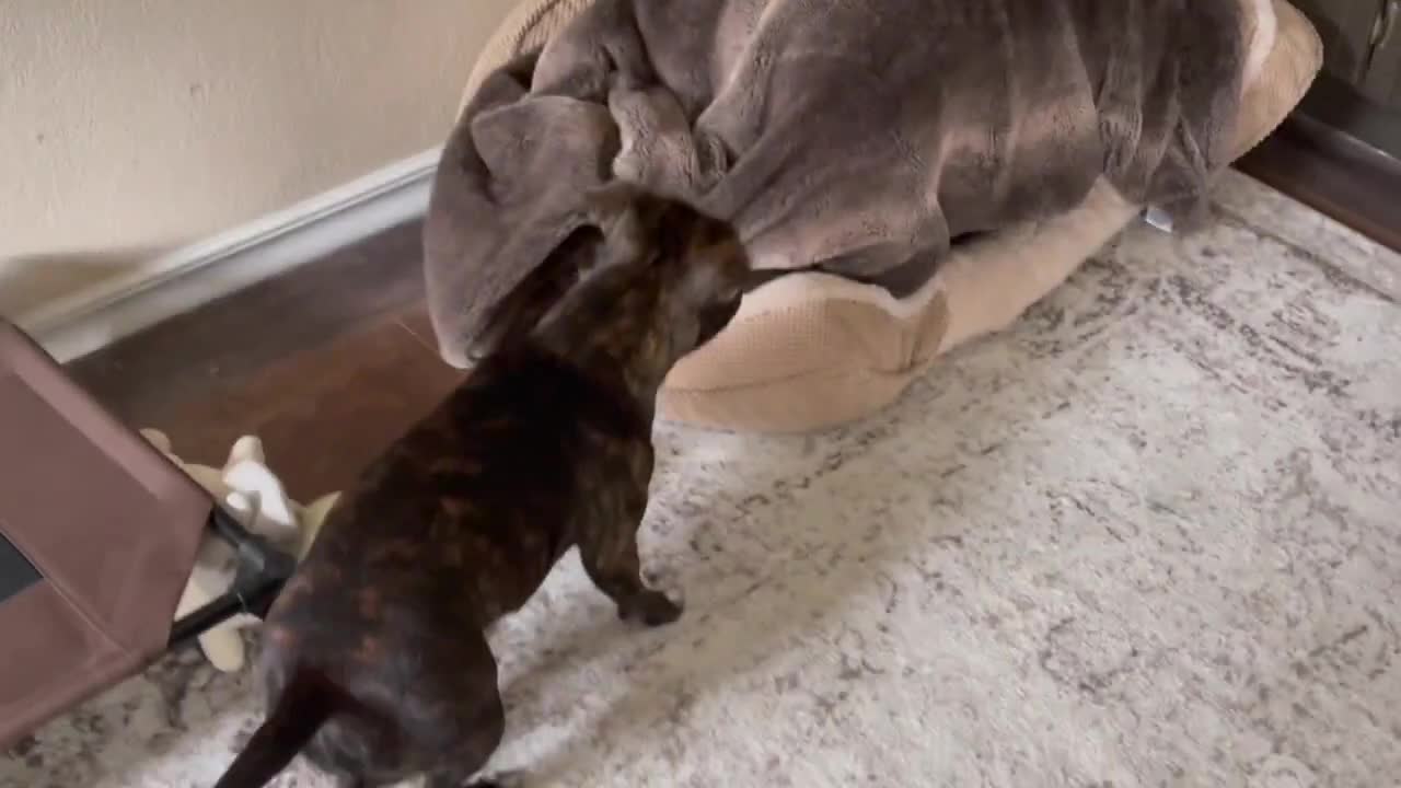 Funny Dog sees someone sleeping in her bed