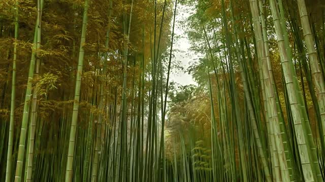 Bamboo Forest Four Seasons