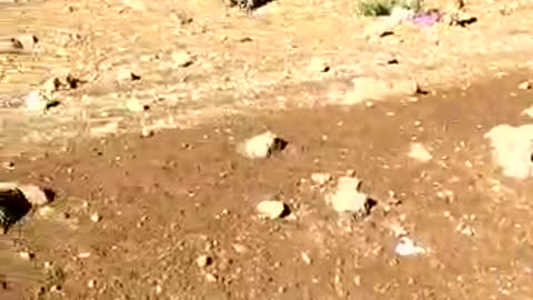 A monkey eaiting from the hands