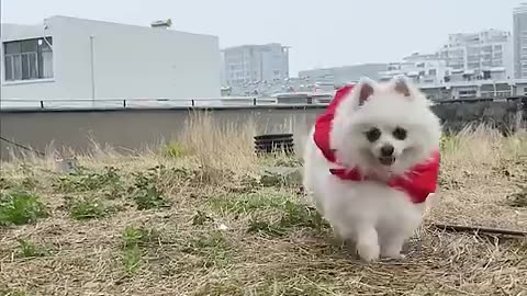 Nico-Am i superman- #dog #nico #cutedoggies #funny #cute #cat