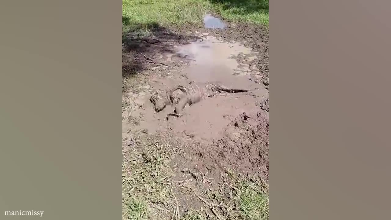 FOR ANIMALS LOVERS.