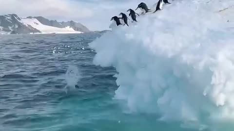 funny penguin's🐧