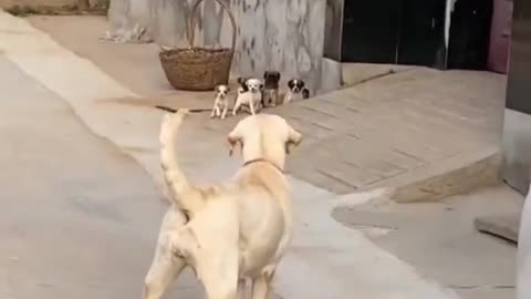 Dog tells her pups to "get back inside!" 😅