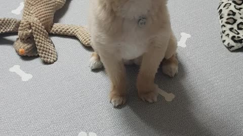 The puppy's reaction to the word of eating.