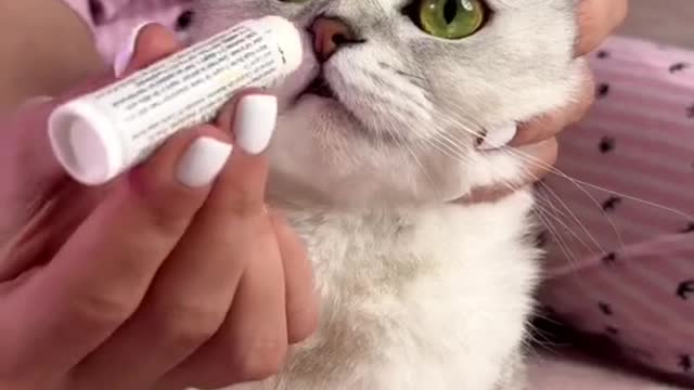 How do I add a cat?