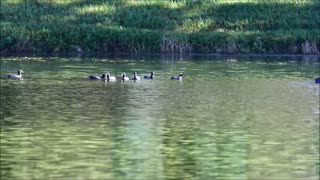 Large Flock of Coot Birds