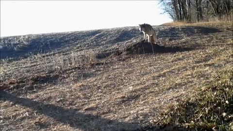 Rescuing wolf