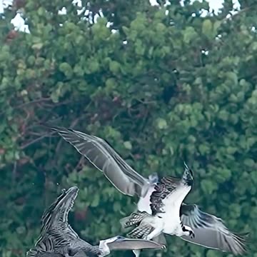 Pelican vs Seagull: Fight Over Fish 🐠