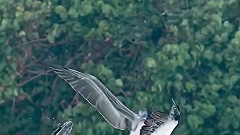 Pelican vs Seagull: Fight Over Fish 🐠