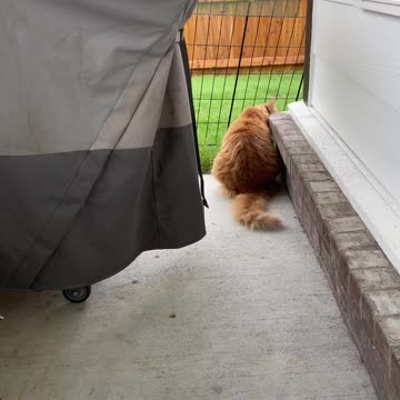 Buster the cat outside