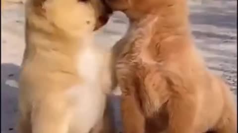 dog and his friends playing