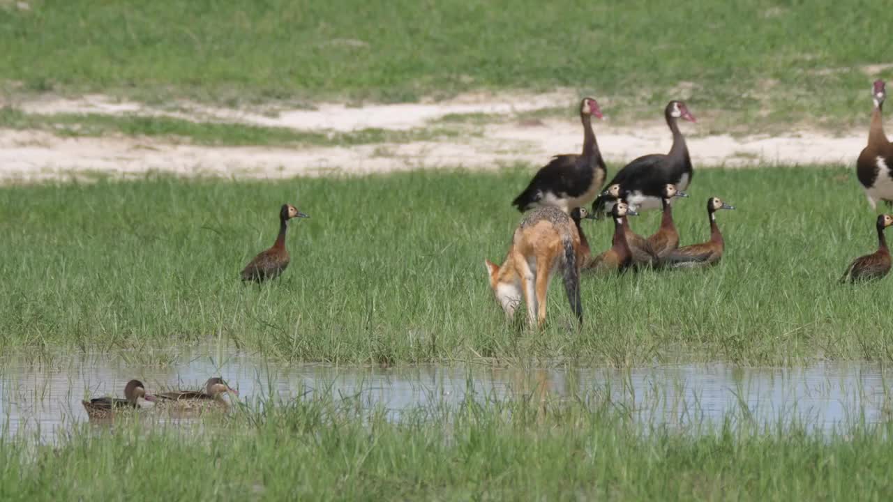 Black-backed jackal walking around White-faced whistling ducks