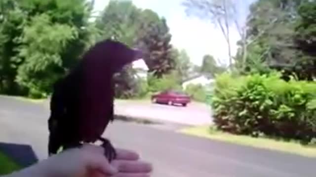 This Crow did not want to leave me