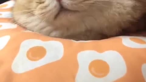 This kitten is so cute