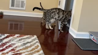 Adult Bengal Cat Teaching Kitten How to Open Doors