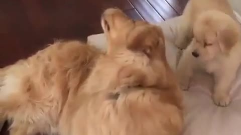 Mother dog and child dog.