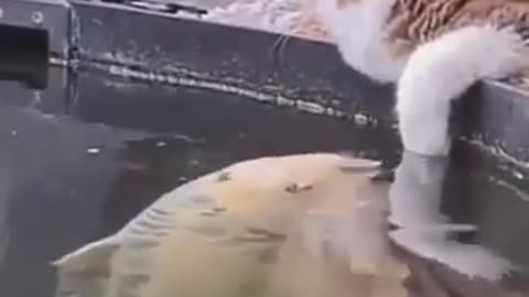 See Sweet Moment of Cute Cat & Fish .