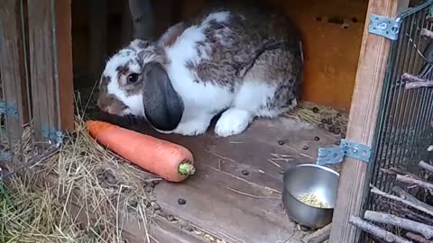 Bunny wins a huge prize 🥕🐇