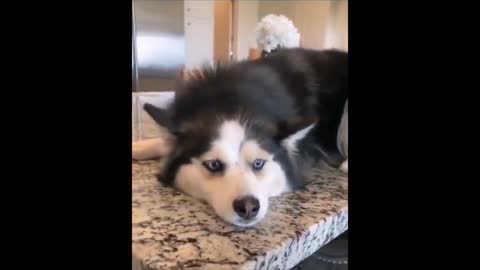 Husky saying no to his human ViralHouse