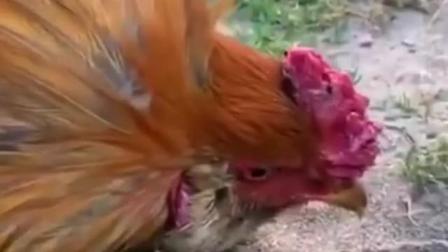 Chicken Hypnotize Video 1