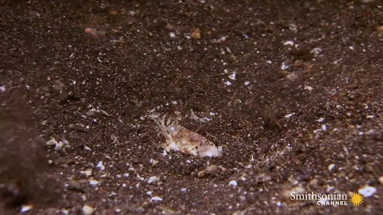 This Terrifying Worm Snatches Fish from the Ocean Floor