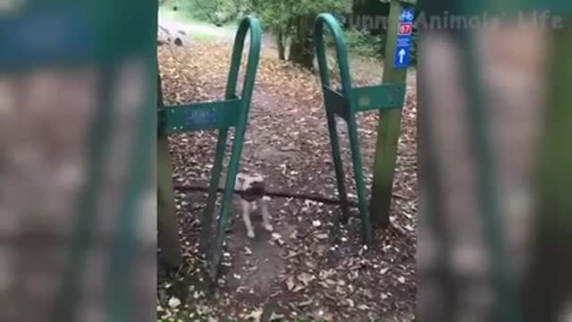 You must watch this puppy