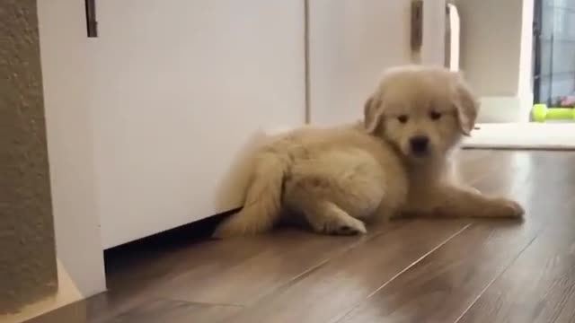 Your smart pet 🐱