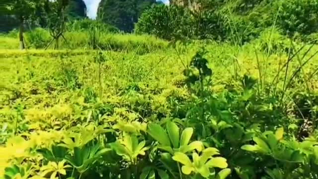 Green mountains, green waters, golden mountains and silver mountains