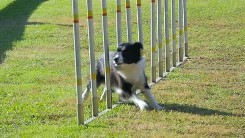 The dog passes between the bars