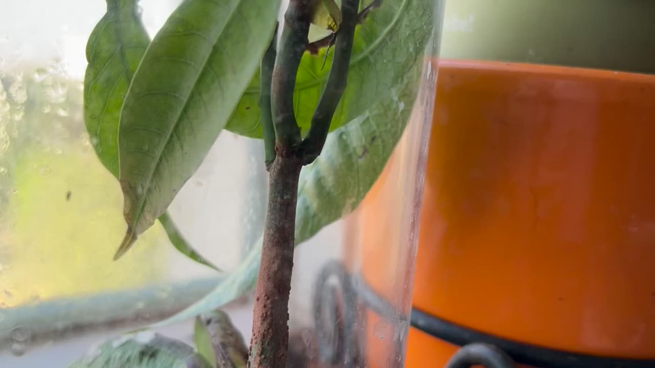 Mango plant growth