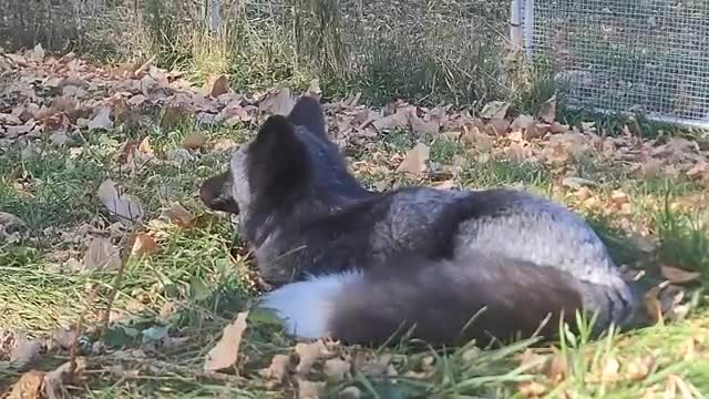 Sanctuary foxes relax on a fall da