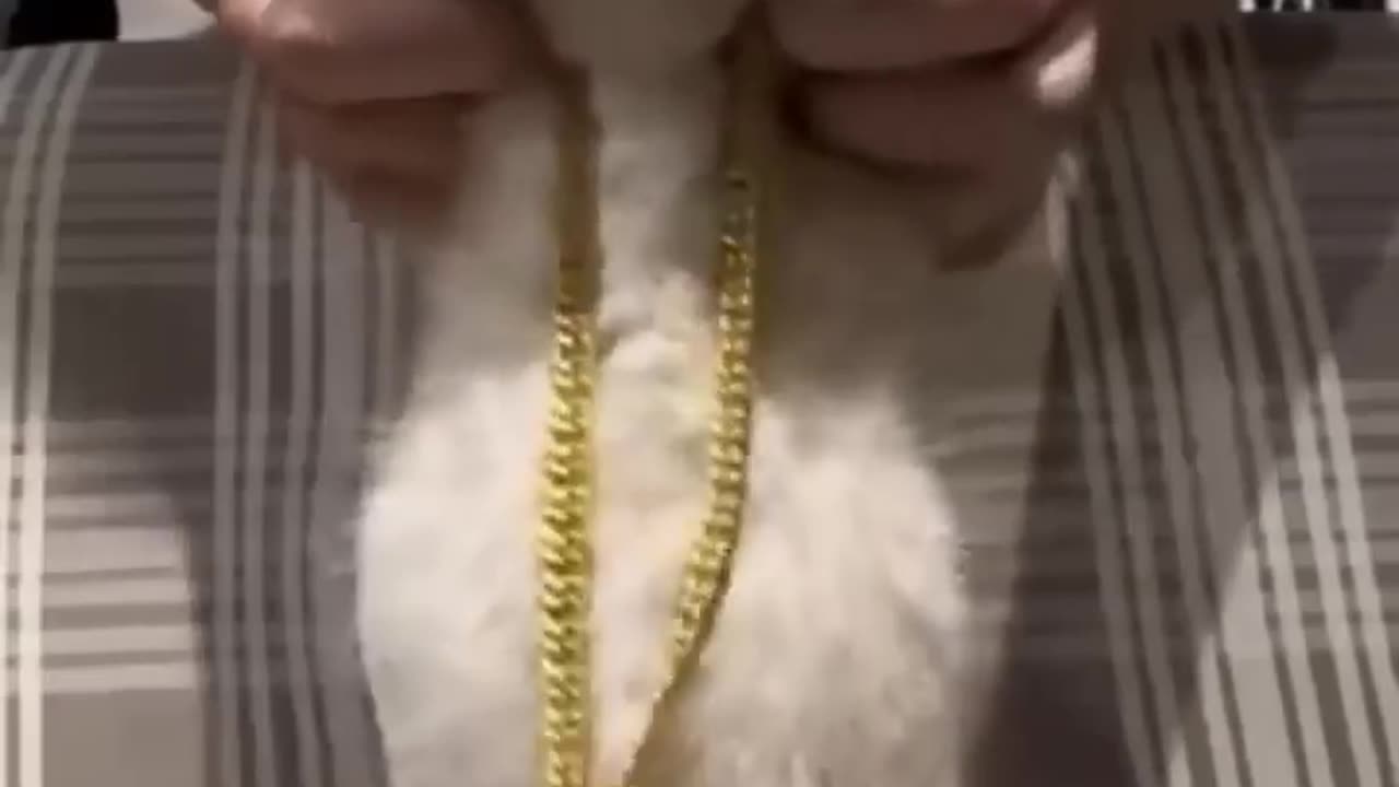 Funny cat dance