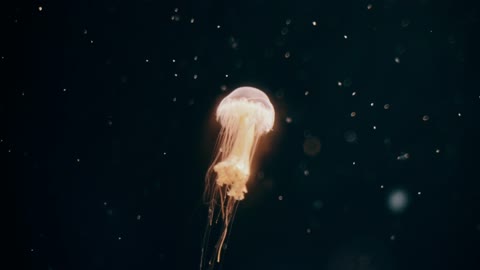 ReLaX Jellyfish...