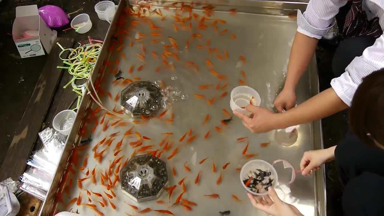 Japanese fish catching game, this is very funny