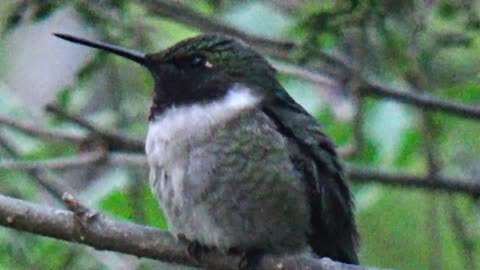 Hummingbird